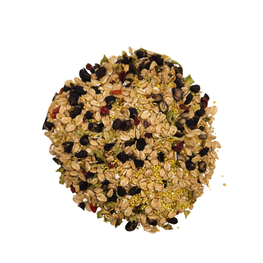 Cajun Bean Parrot Food Feast mix with oats, beans, seeds, dried greens and peppers on Tampa Home & Garden Store