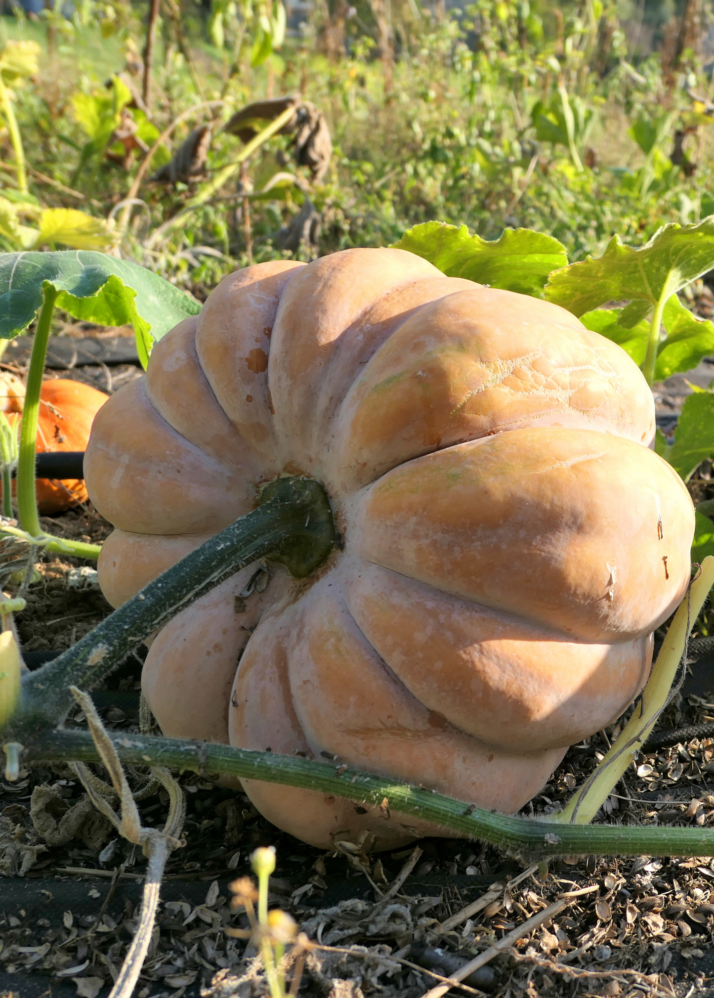 Calabaza (Cucurbita moschata) - Tampa Home & Garden Store