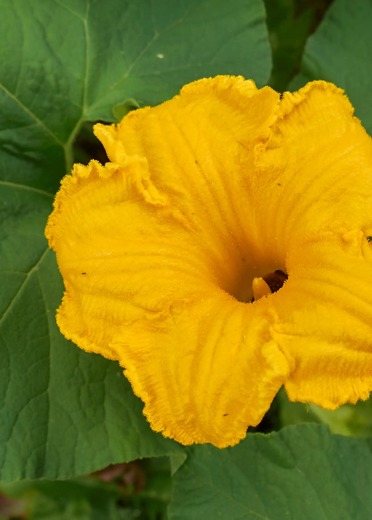 Calabaza pumpkin plant with bright yellow bloom and green leaves on Tampa Home & Garden Store