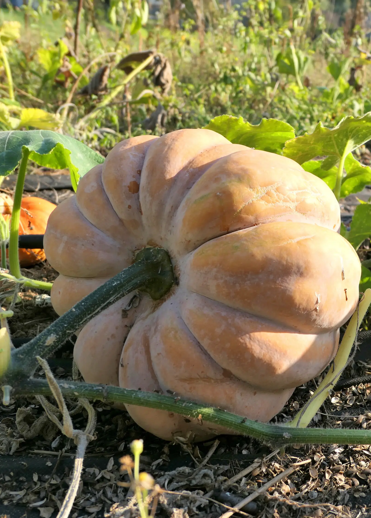 Calabaza plant fruiting pumpkin Cucurbita moschata with pale orange ribbed squash in a garden on Tampa Home & Garden Store