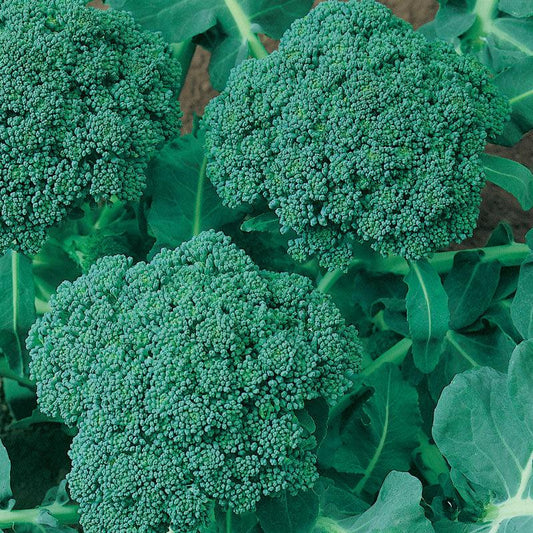 Calabrese Broccoli Seeds (Organic) - Tampa Home & Garden Store