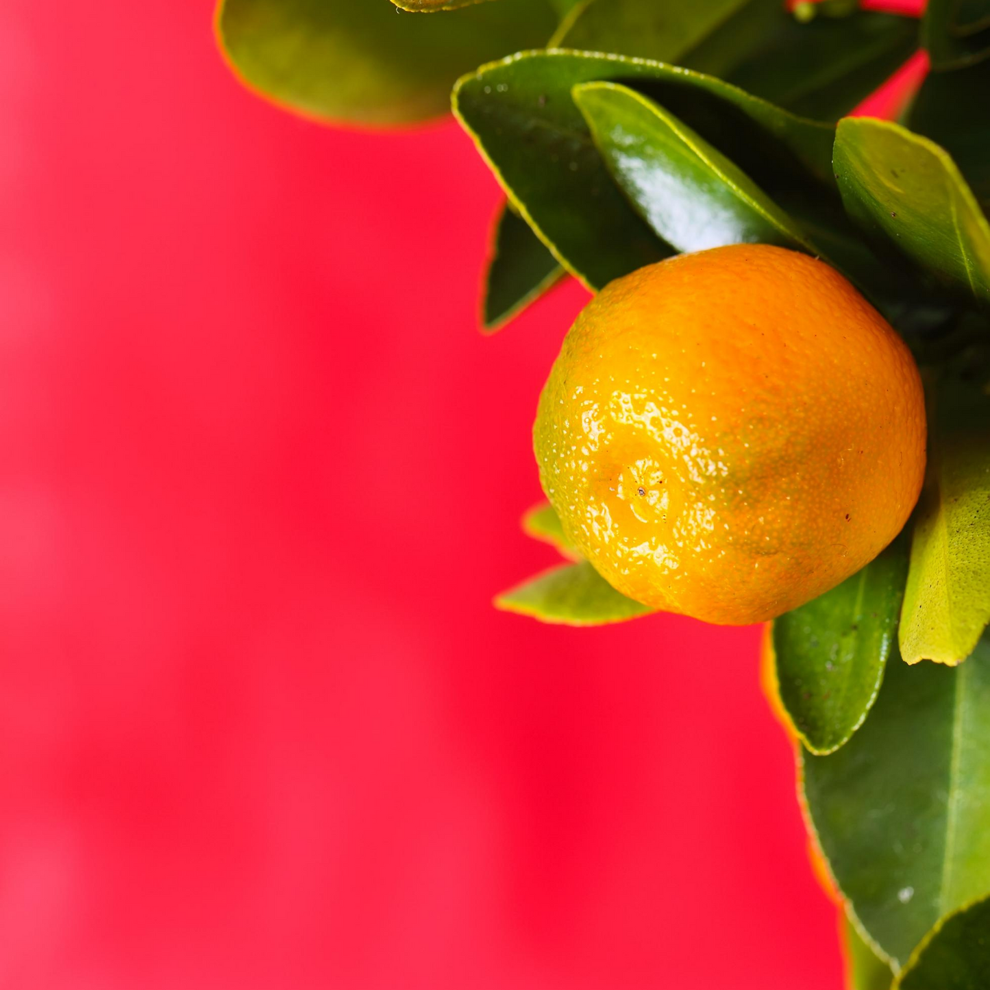 Calamondin Tree (Citrus × Citrofortunella microcarpa) - Tampa Home & Garden Store