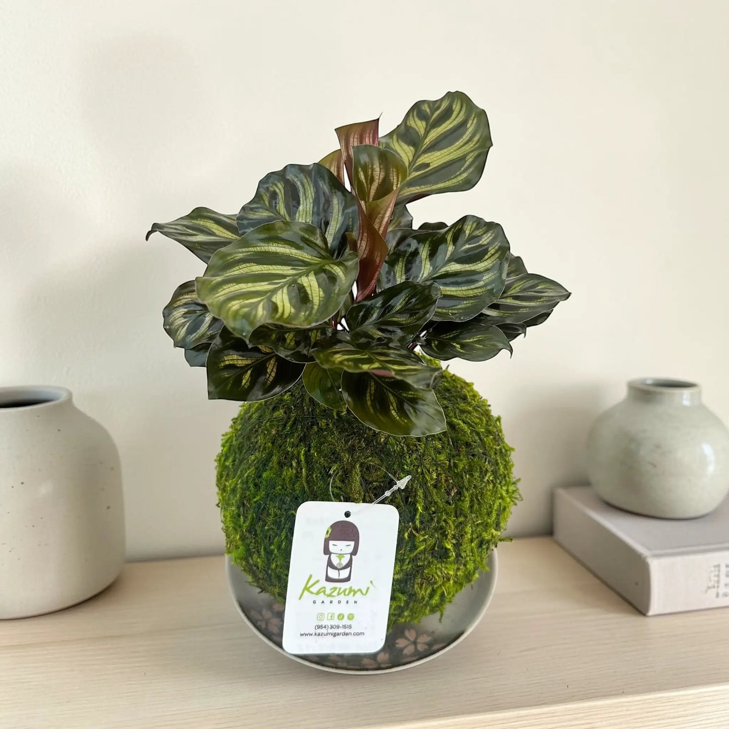Calathea Makoyana kokedama moss ball plant with variegated green leaves, branded Kazumi Garden on Tampa Home & Garden Store