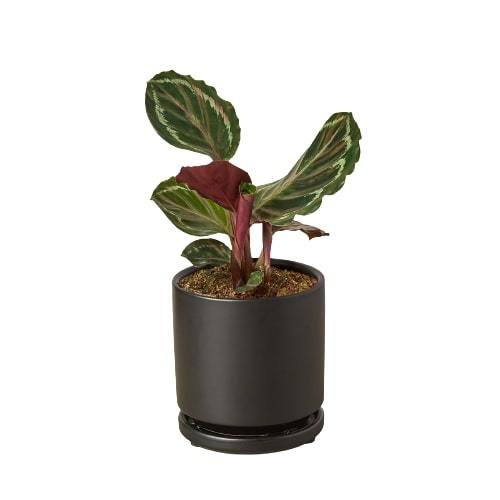 Calathea Roseopicta 'Medallion' indoor plant by Rooted Treasures Farms in a black planter on Tampa Home & Garden Store