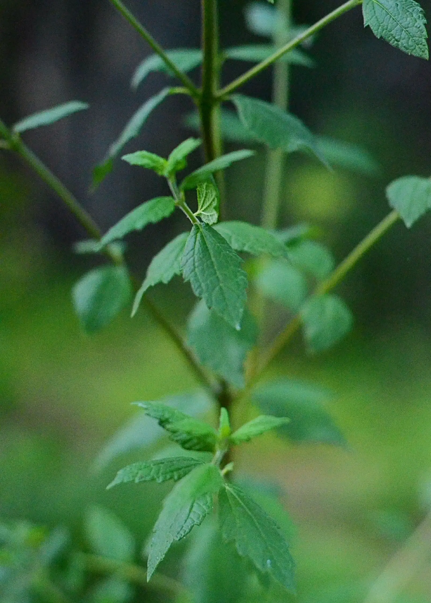 Calea Zacatechichi dream herb plant by Sow Exotic with serrated green leaves on slender stems garden plant on Tampa Home & Garden Store