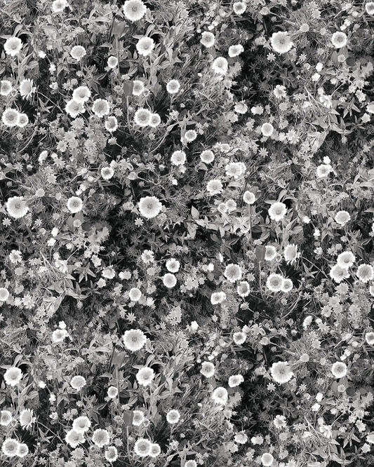 Cali Flowers Wallpaper Midnight black and white floral pattern Samantha Santana Creative on Tampa Home & Garden Store