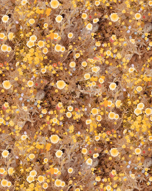 Cali Flowers Wallpaper yellow floral pattern with daisies on a warm tan background on Tampa Home & Garden Store