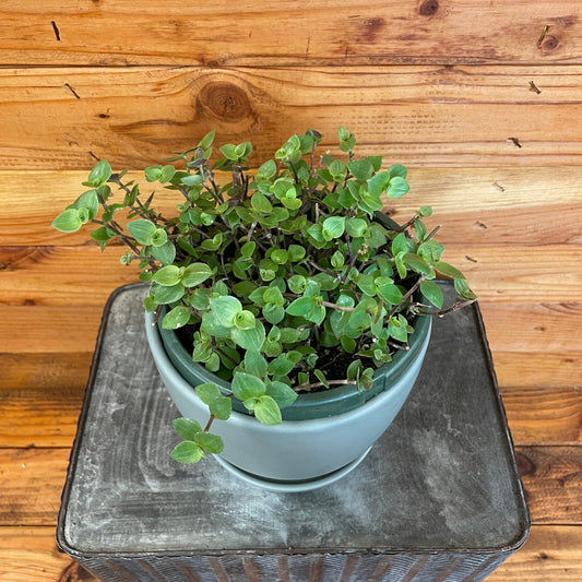 Callisia repens, 6" Plant - Tampa Home & Garden Store