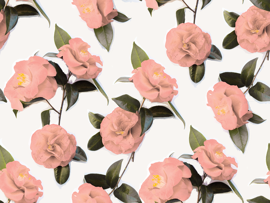 Camellia wallpaper coral pink flowers with dark green leaves on white background on Tampa Home & Garden Store