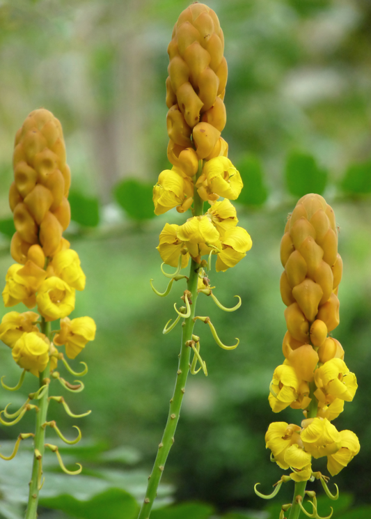 Candle Bush plant with yellow flower spikes Senna alata Sow Exotic herb for landscaping on Tampa Home & Garden Store