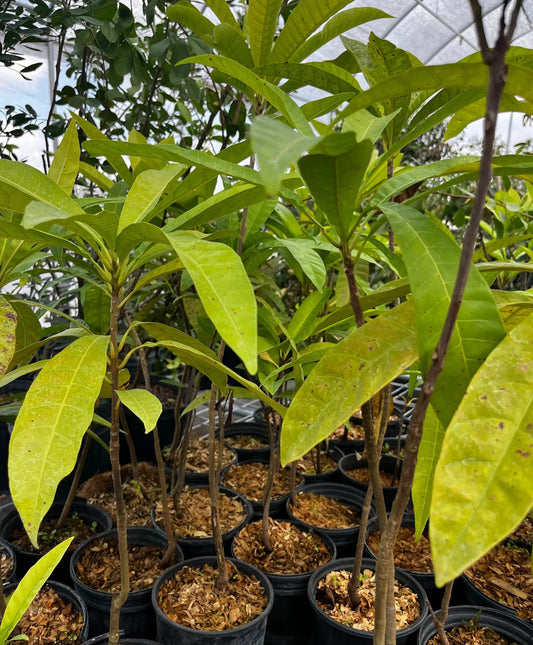 Canistel tree seedling in a nursery pot with bright green leaves; Sow Exotic group of seedlings on Tampa Home & Garden Store