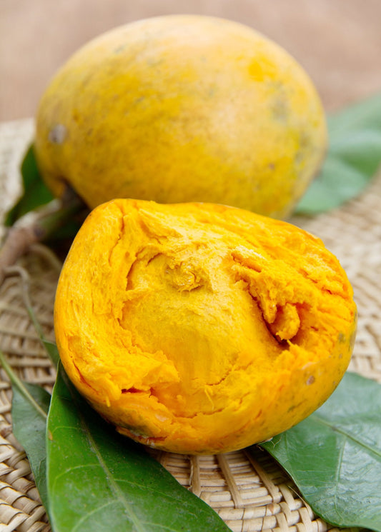 Canistel 'Bruce' Plant (Pouteria campechiana)