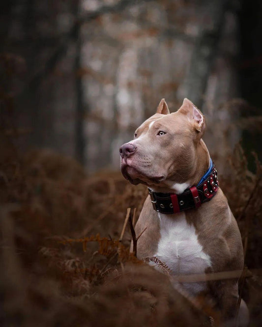 ''Captain America'' Collar - Tampa Home & Garden Store