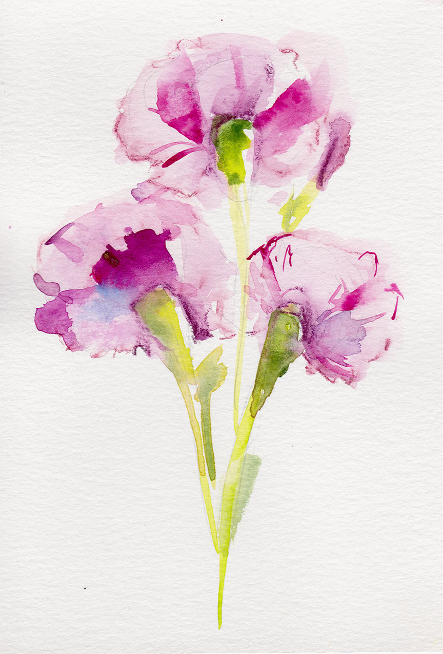 Clavel - Lámina Artística de la Flor de Nacimiento de Enero