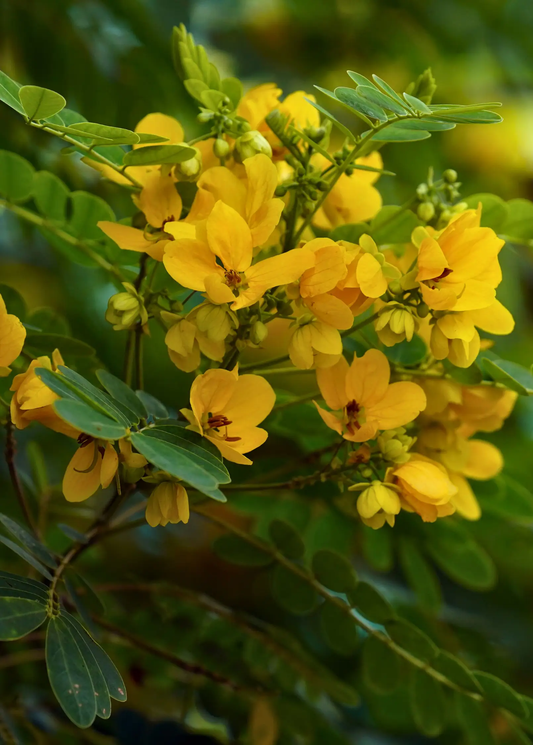 Cassia cinnamon blossoms yellow with green leaves on a flowering shrub on Tampa Home & Garden Store