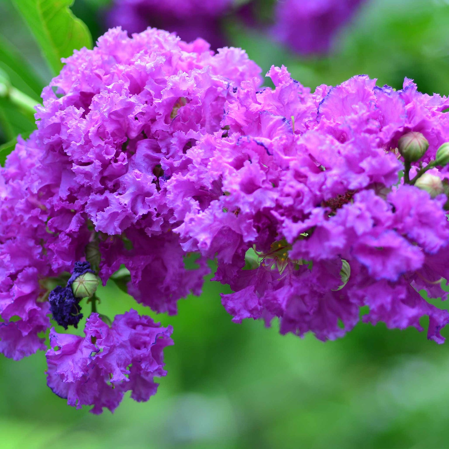 Catawba Crape Myrtle plant with vibrant purple crape blossoms and green foliage on Tampa Home & Garden Store