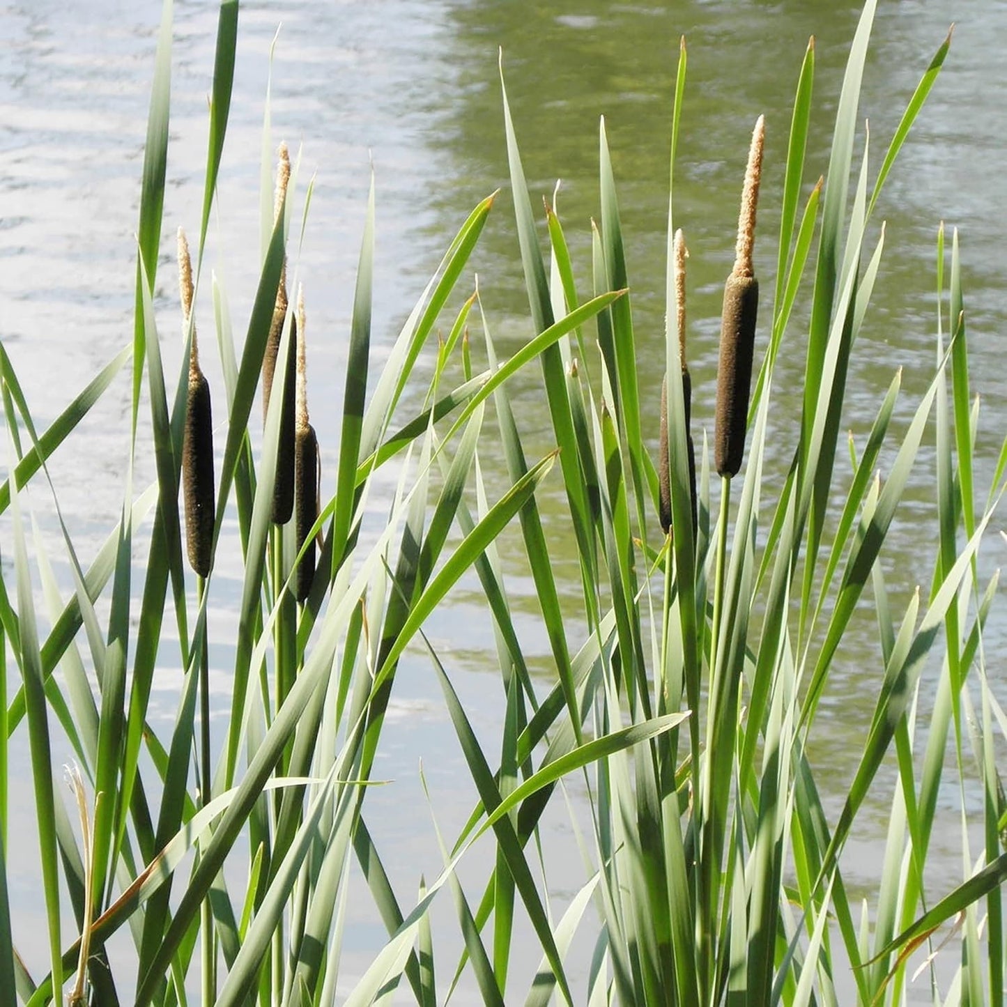 Cattail - 50 Seeds - Typha Latifolia Perennial Fast-Growing Ornamental Landscape Decorate Ponds Bog Garden Outdoor - Tampa Home & Garden Store