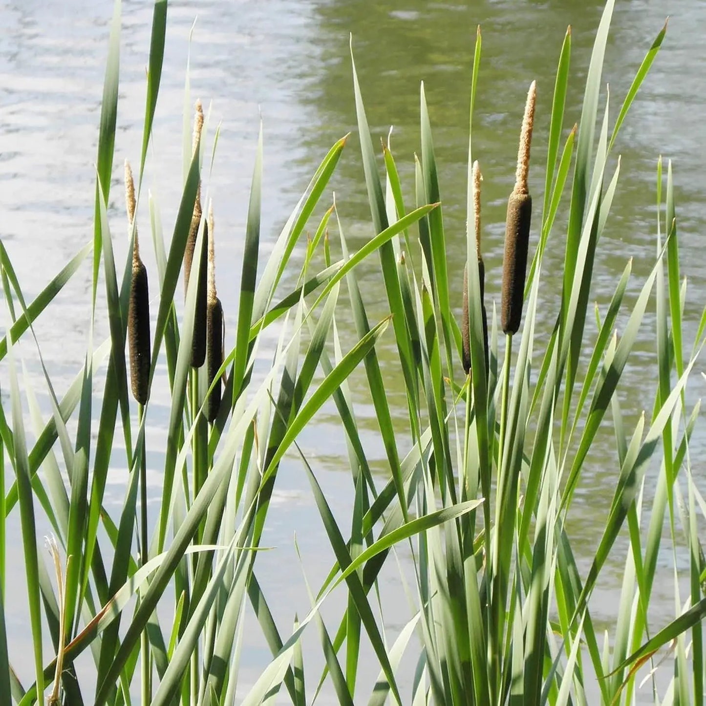 Cattail seeds for ponds and bog gardens, Typha leaves with brown seed heads near water on Tampa Home & Garden Store