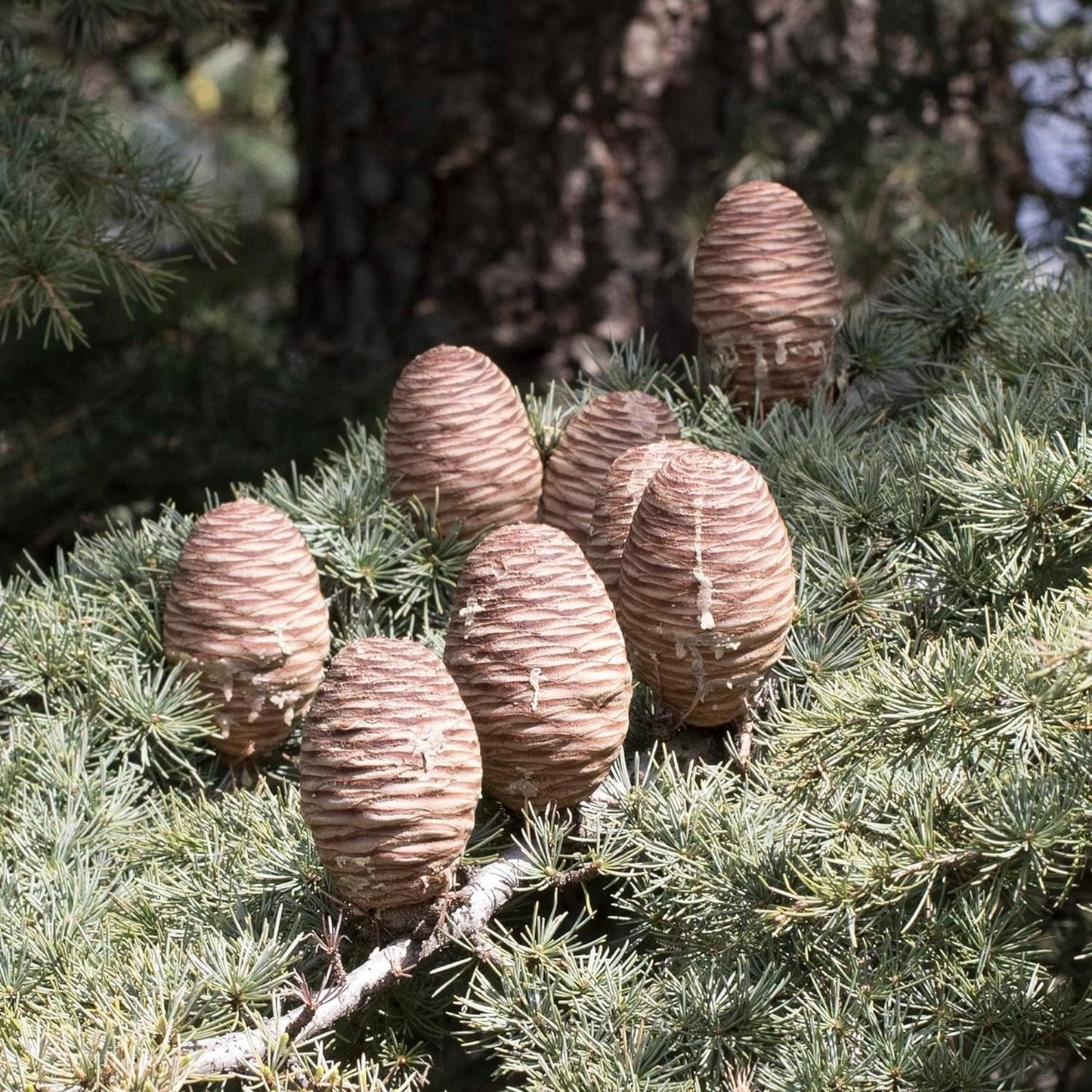 Cedrus Libani - 15 Seeds - Cedar of Lebanon Needled Evergreen Drought Tolerant Landscape Outdoor - Tampa Home & Garden Store