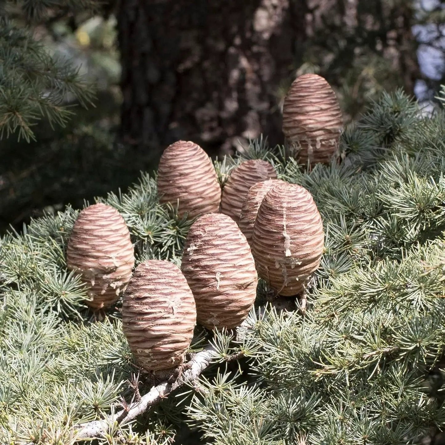 Cedrus libani seeds with brown upright cones on cedar drought-tolerant landscape plant on Tampa Home & Garden Store