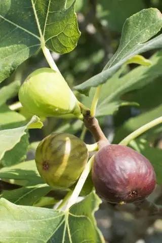 Celeste fig tree with green and purple figs on leafy branch on Tampa Home & Garden Store