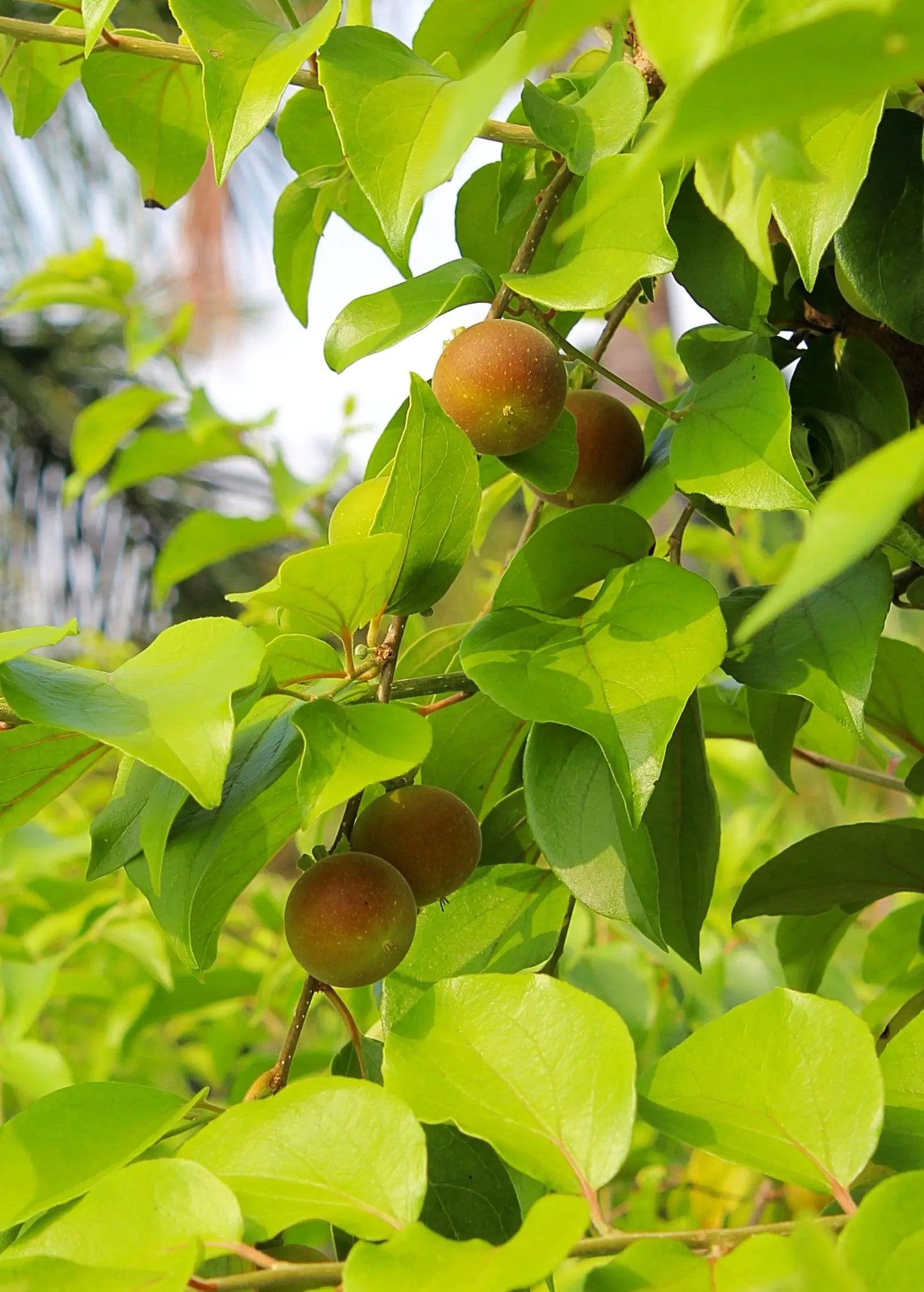 Ceylon Gooseberry Ketembilla tropical fruit tree with green glossy leaves and brown round fruits on Tampa Home & Garden Store