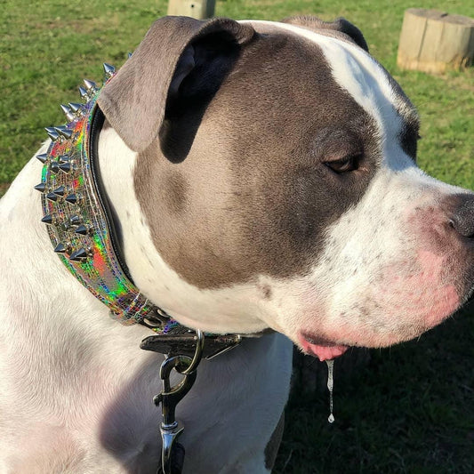 ''Chameleon'' LIMITED big dog collar - Tampa Home & Garden Store