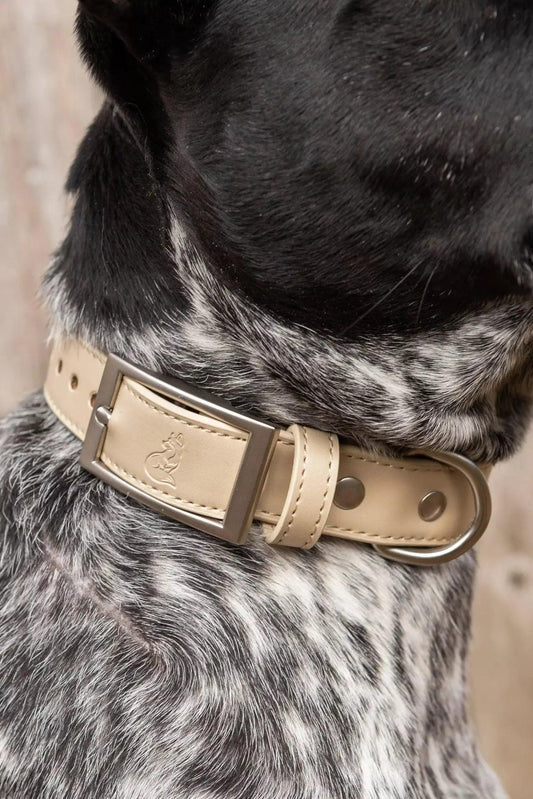 Champagne Fizz Vegan Leather Dog Collar - Tampa Home & Garden Store