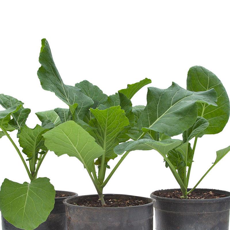 Champion Collard Green Seeds (Organic) - Tampa Home & Garden Store