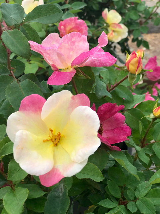 The Champion Sunblush Rose plant Live Good Logistics with yellow center white petals on Tampa Home & Garden Store