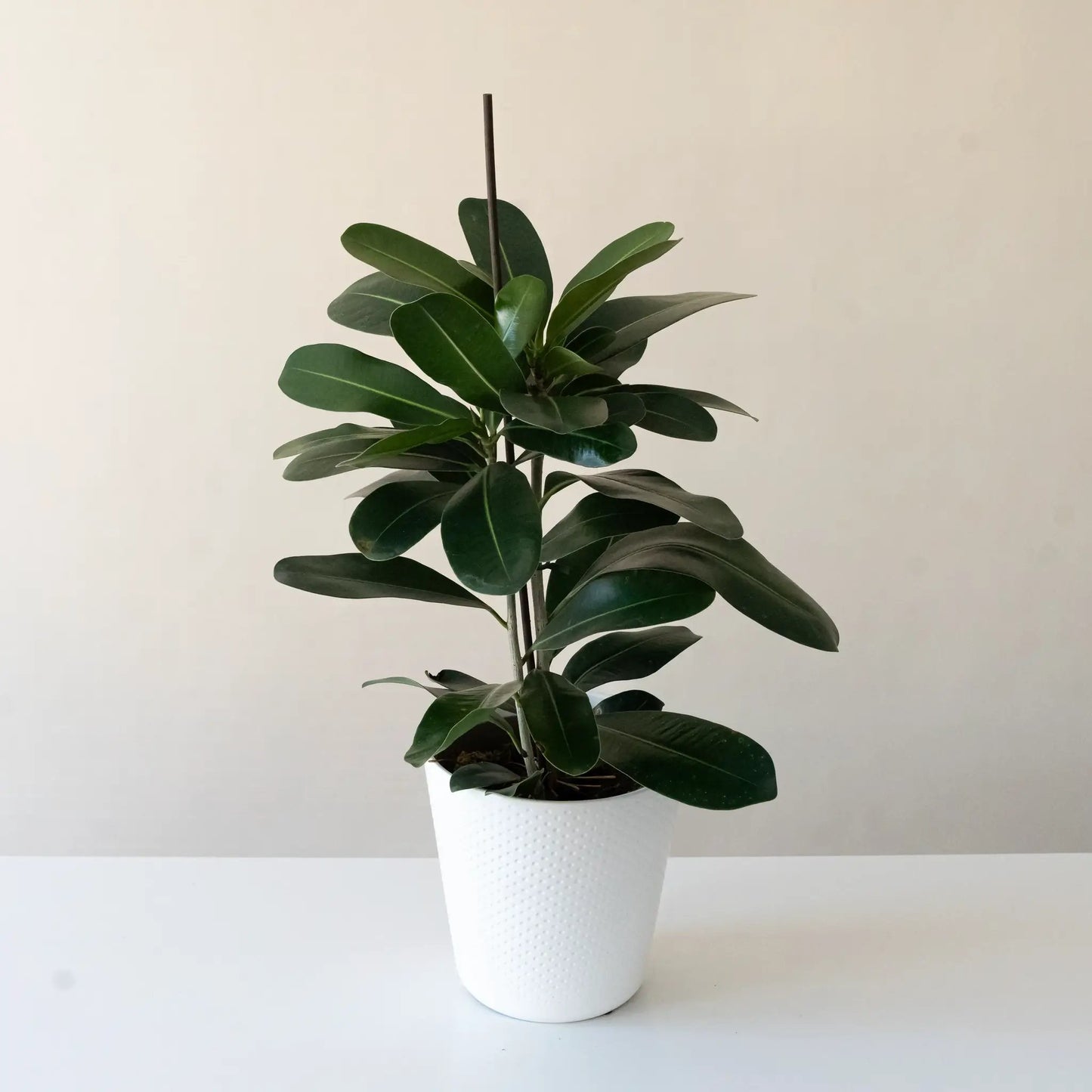 Chandelier Celebrate Ficus Tree Plant in white textured pot with dark green leaves leafjoy® on Tampa Home & Garden Store