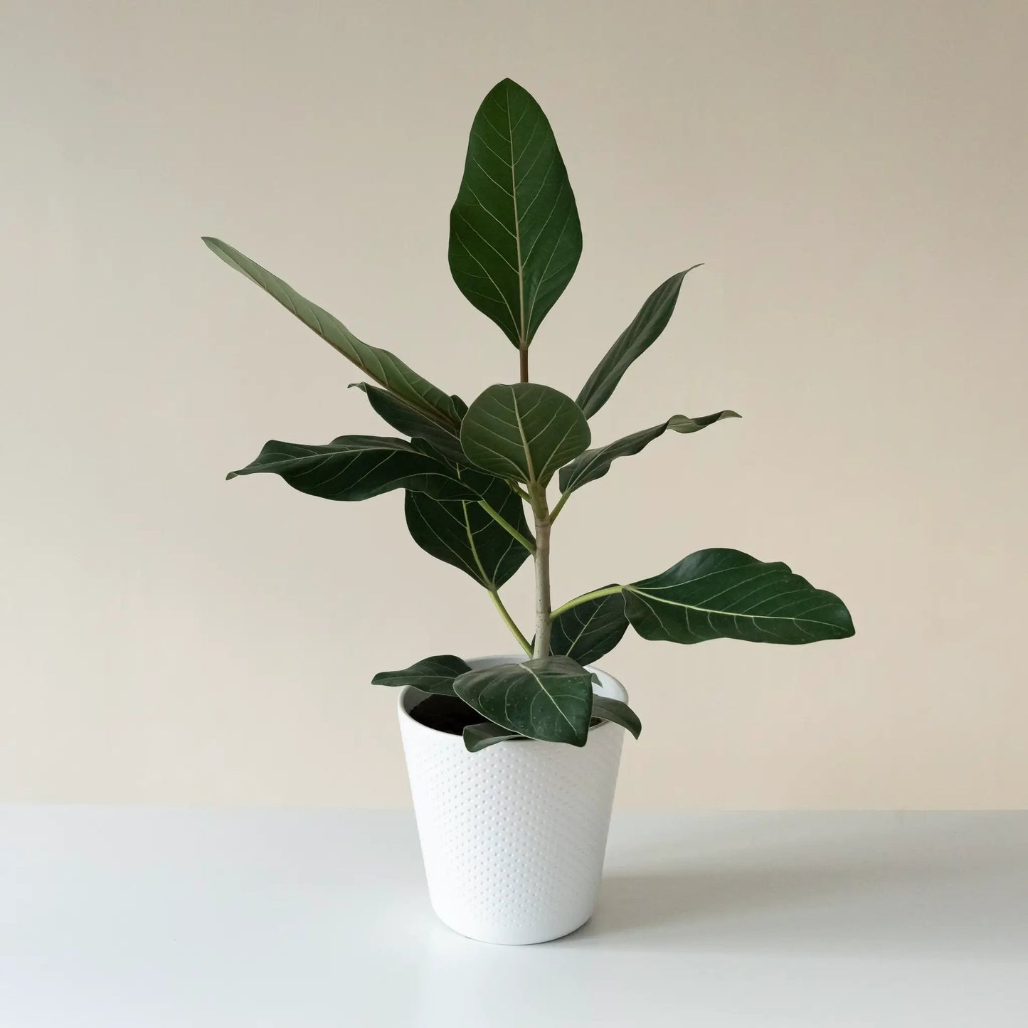 Chandelier Happiness Ficus plant by leafjoy in white textured pot with dark green glossy leaves on Tampa Home & Garden Store
