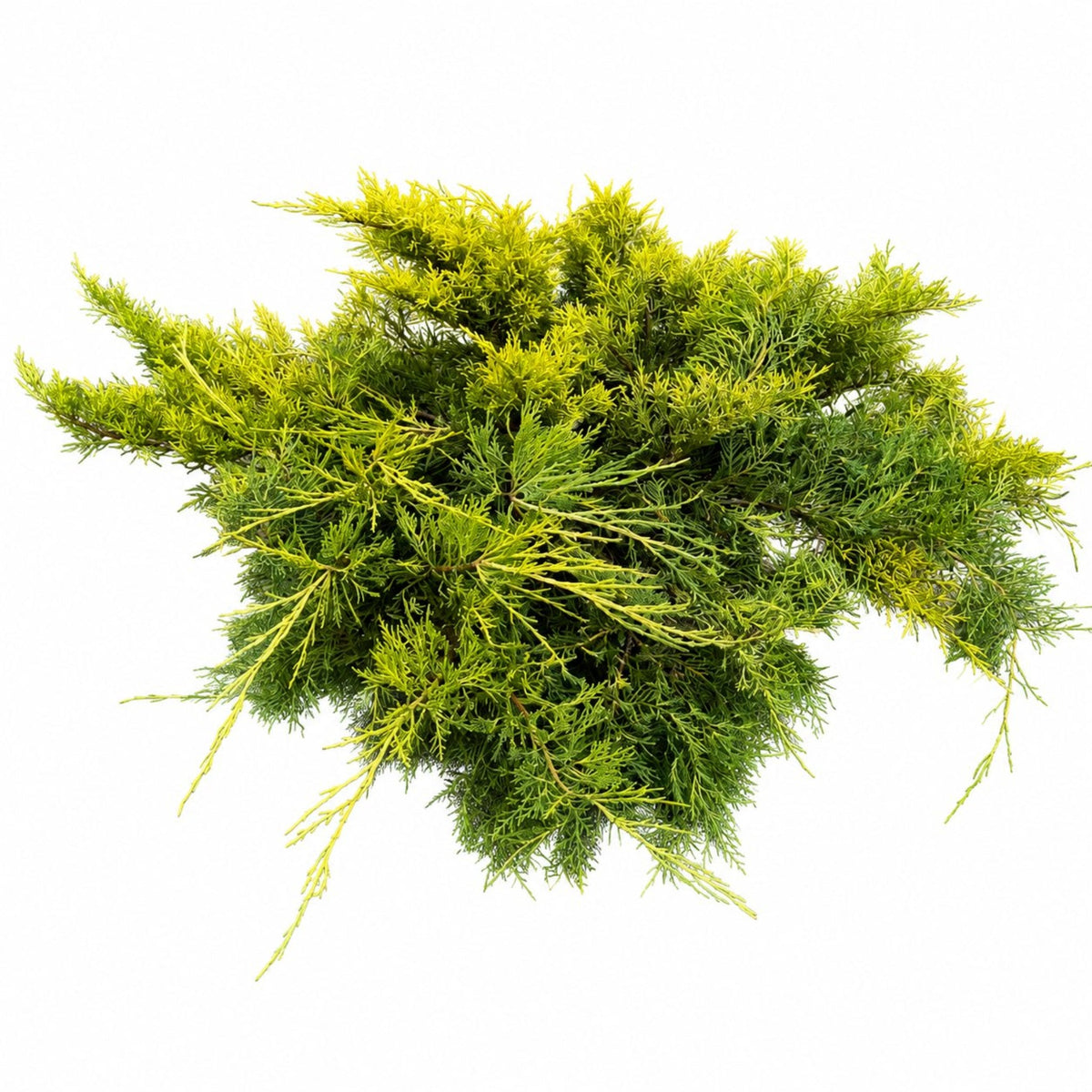 Scandia Juniper plant, compact evergreen shrub with yellow-green foliage, indoor/outdoor use on Tampa Home & Garden Store