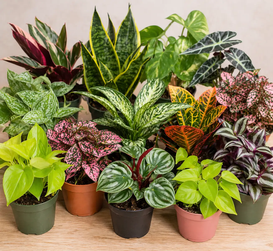 Beginner Mystery Box RUNOPLANTS: three easy-care potted plants with variegated leaves on Tampa Home & Garden Store
