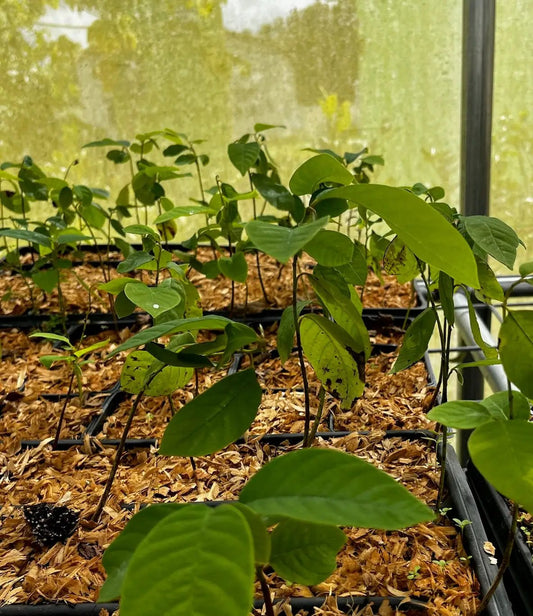 Cherimoya Tree saplings, tropical fruit tree with green leaves in seedling trays, Sow Exotic on Tampa Home & Garden Store