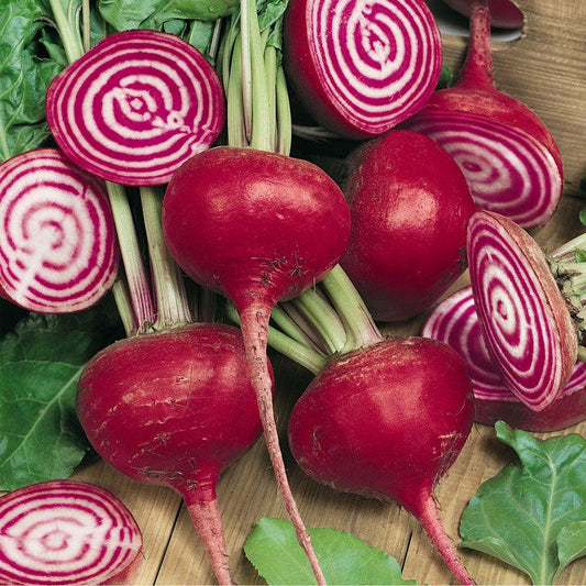 Chioggia Beet Seeds (Organic) - Tampa Home & Garden Store