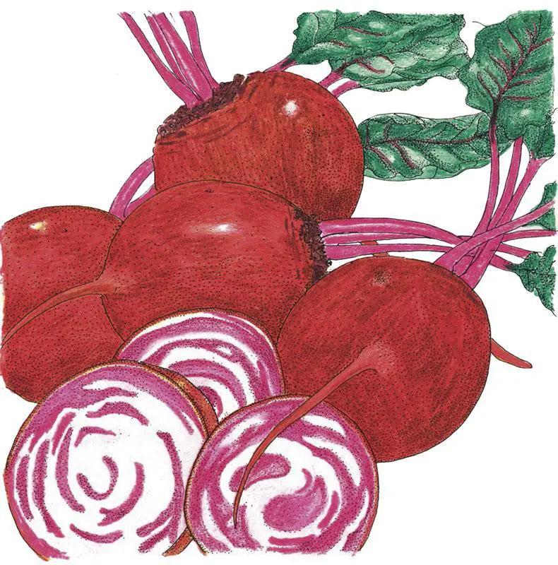 Chioggia Beet Seeds Organic Heirloom from Grow Organic; red beets with pink-white rings on Tampa Home & Garden Store