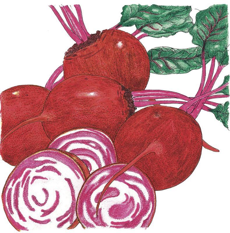 Chioggia Beet Seeds (Organic) - Tampa Home & Garden Store