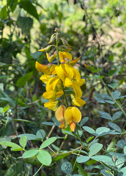 Chipilín (Crotalaria longirostrata) - Tampa Home & Garden Store