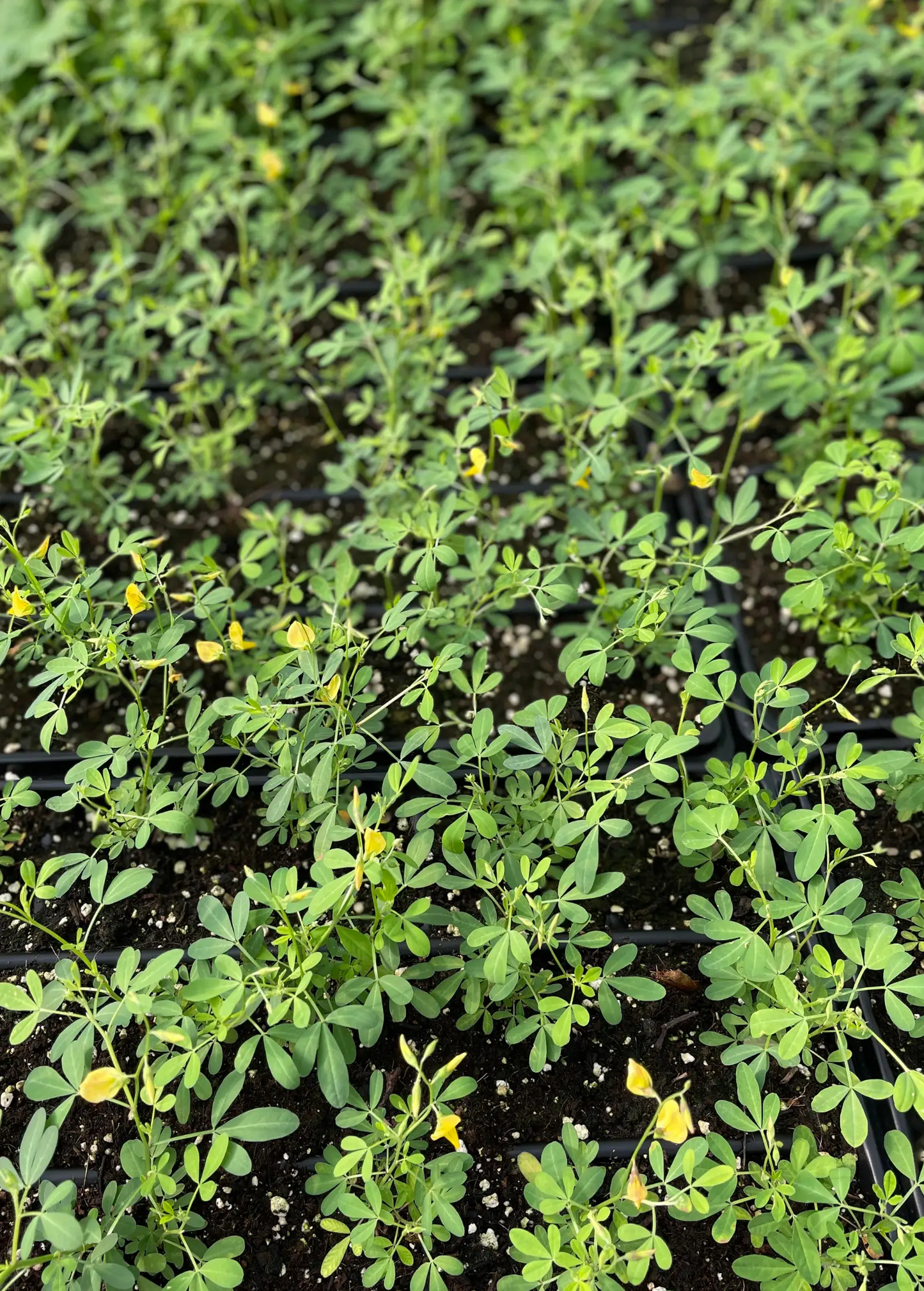 Chipilín plant edible foliage Crotalaria herb with small compound leaves and yellow blooms on Tampa Home & Garden Store
