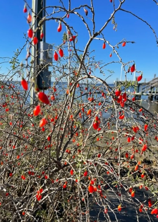 Fruiting plant Christmasberry Lycium carolinianum shrub with red berries and bare branches on Tampa Home & Garden Store