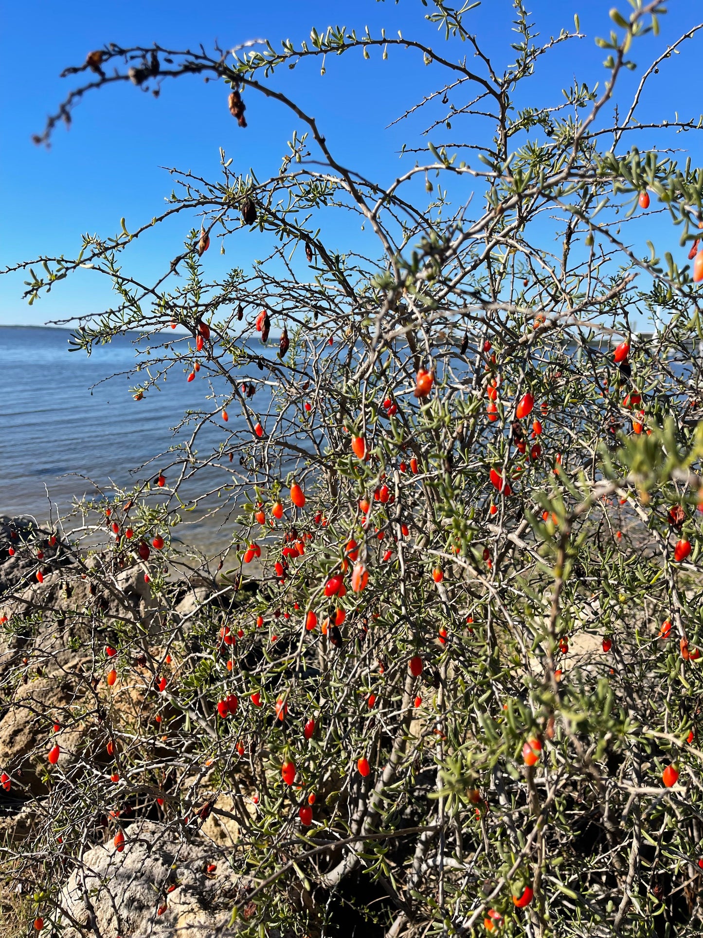 Christmasberry Lycium carolinianum shrub with red berries on thorny gray-green branches by water on Tampa Home & Garden Store