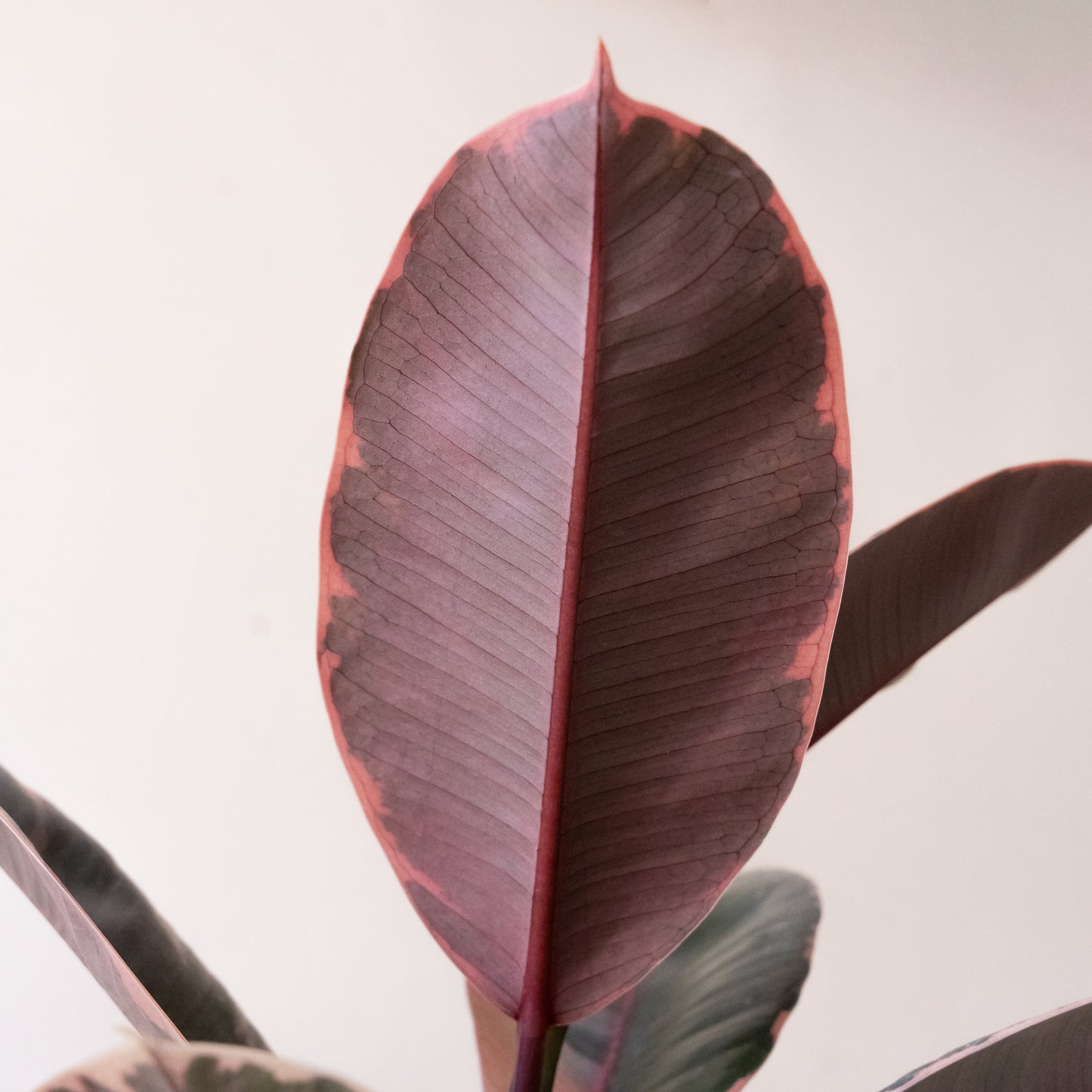 Chroma® Belize - Tampa Home & Garden Store