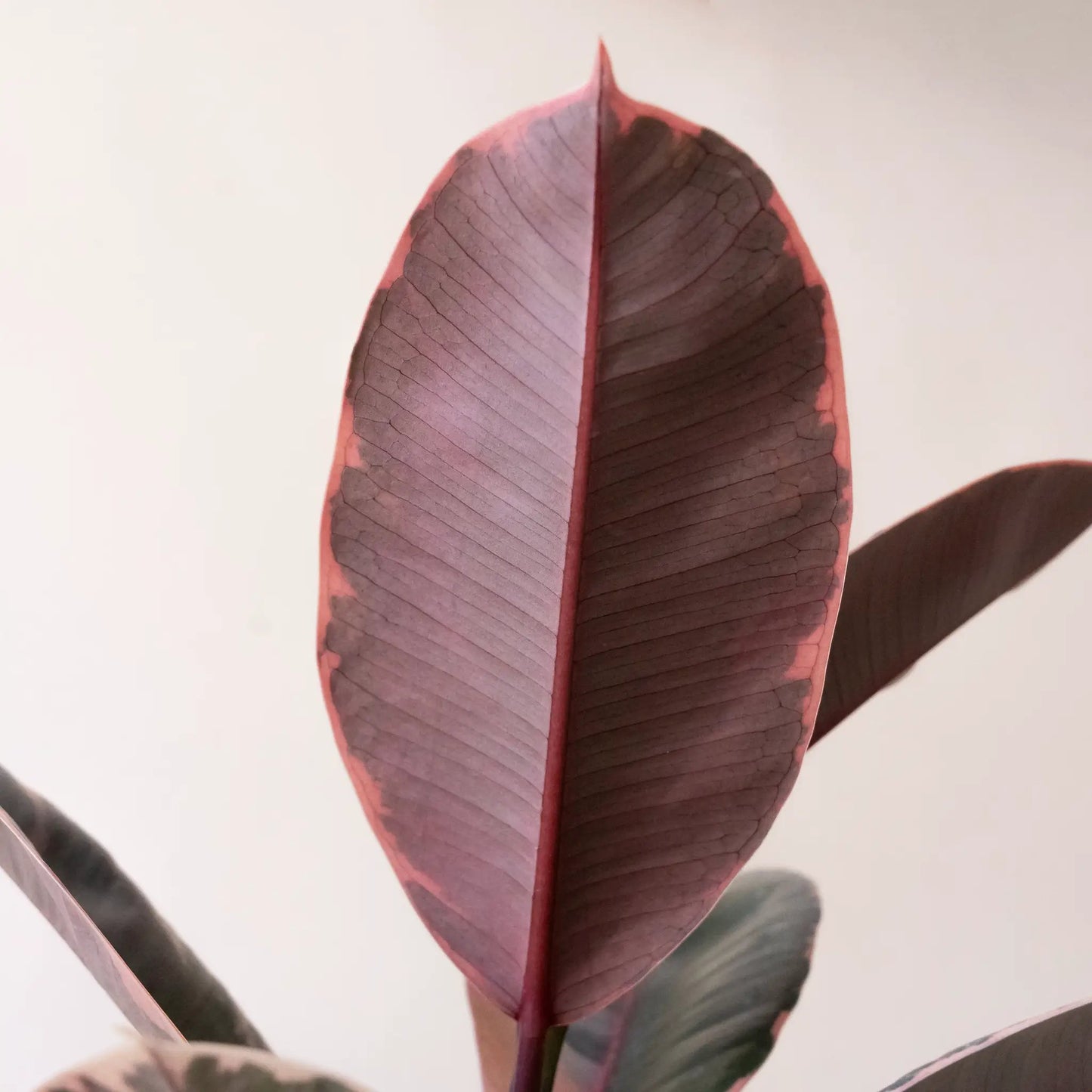 Chroma Belize Pink Variegated Rubber Plant leaf close-up with pink margins on Tampa Home & Garden Store