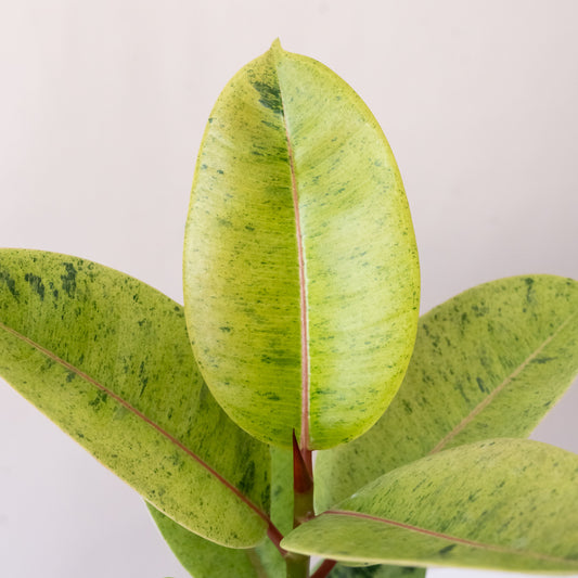 Chroma® Ghost Rider™ - Tampa Home & Garden Store