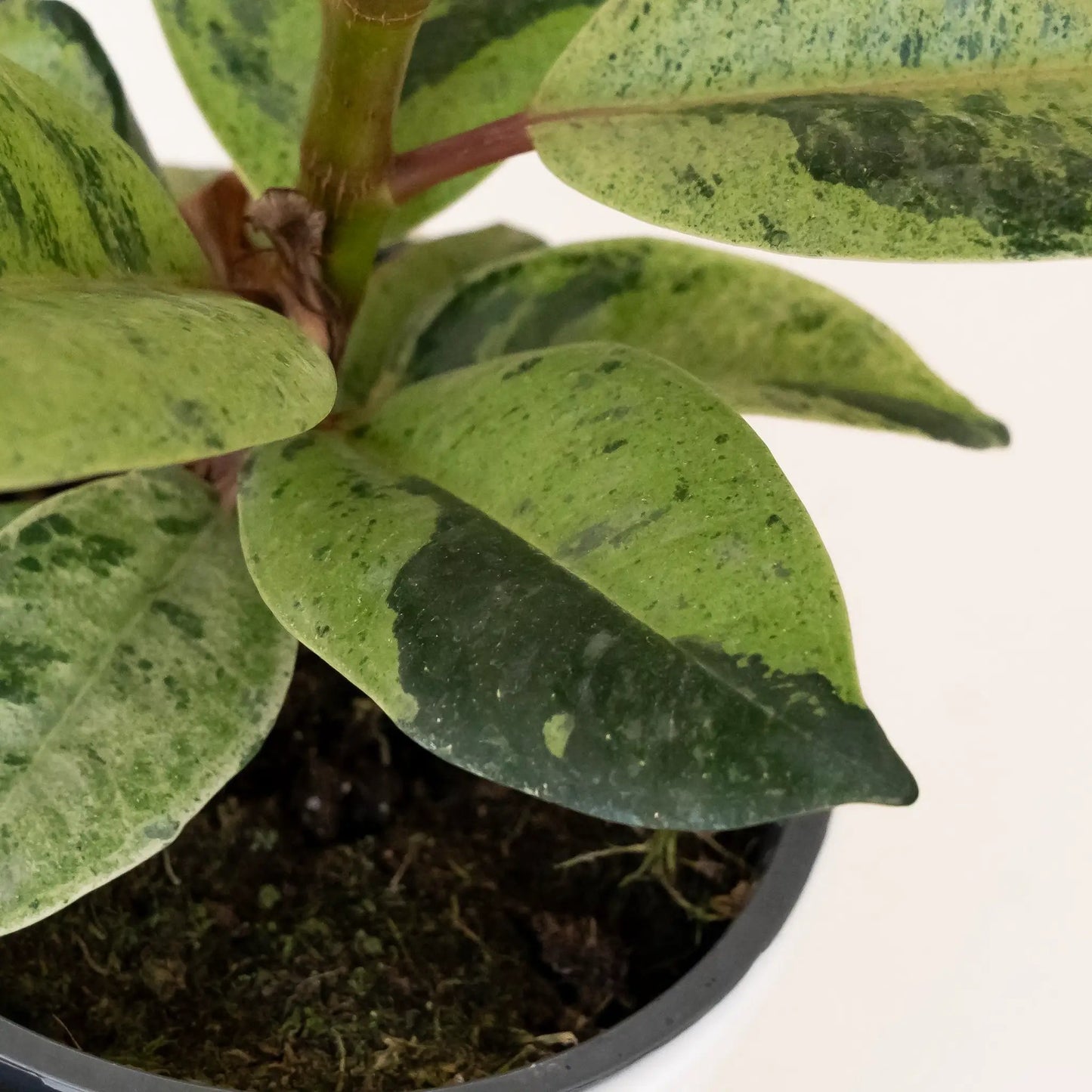Chroma Ghost Rider Rubber Plant Ficus, variegated green leaves, leafjoy potted houseplant on Tampa Home & Garden Store