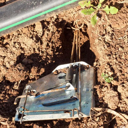 Blue metal Cinch Gopher Trap set in soil for easy gopher control on Tampa Home & Garden Store