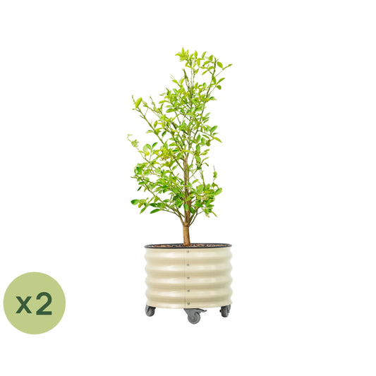 Vego Classic Rolling Citrus Tree Planter - 2 Pack (20 Gallon) - Tampa Home & Garden Store