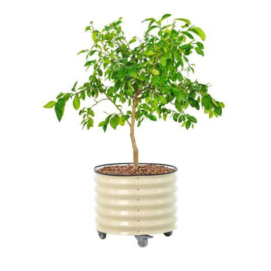 Classic Rolling Vego Planter shown in pearl white - 30 Gallon - Tampa Home & Garden Store white