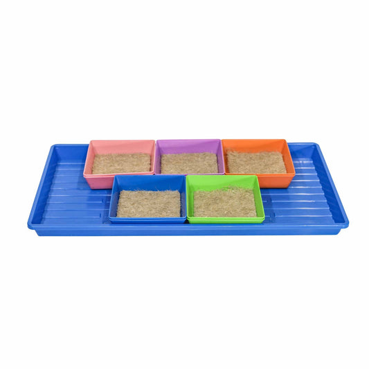 Bootstrap Farmer Classroom Microgreens Kit 1020 Tray with soil-filled trays on blue base on Tampa Home & Garden Store